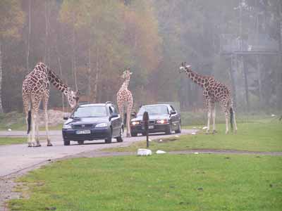 Serengetipark Hodenhagen