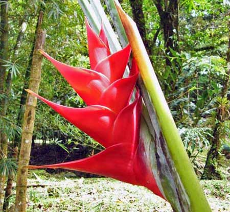 Balisier / Red palulu (Heliconia bihai)